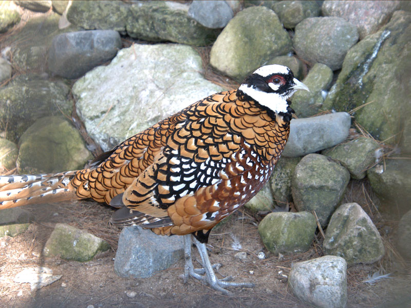  Reeves pheasant at GarLyn Zoo